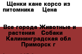 Щенки кане корсо из  питомника! › Цена ­ 65 000 - Все города Животные и растения » Собаки   . Калининградская обл.,Приморск г.